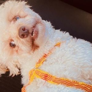 Meet your Posher, Izzy